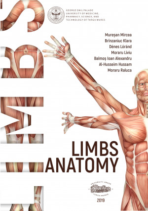 Limbs anatomy
