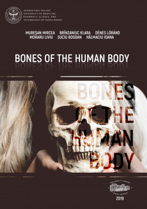 Bones of the human body 